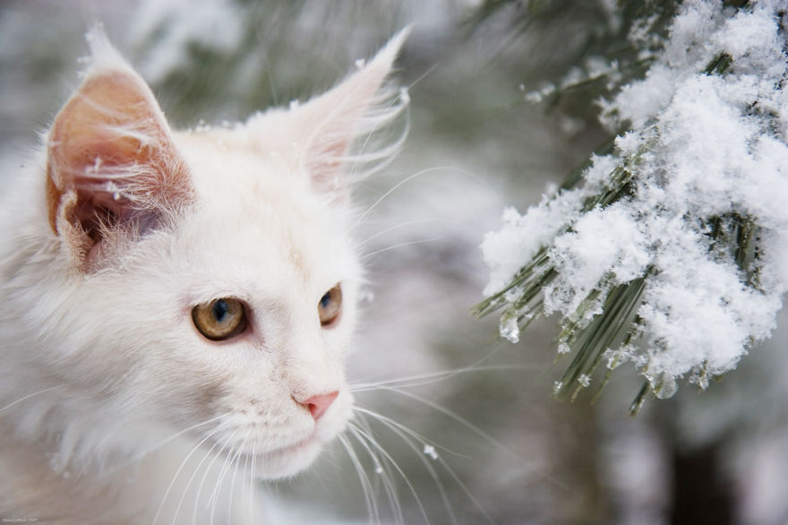 Cat Playing With Snow