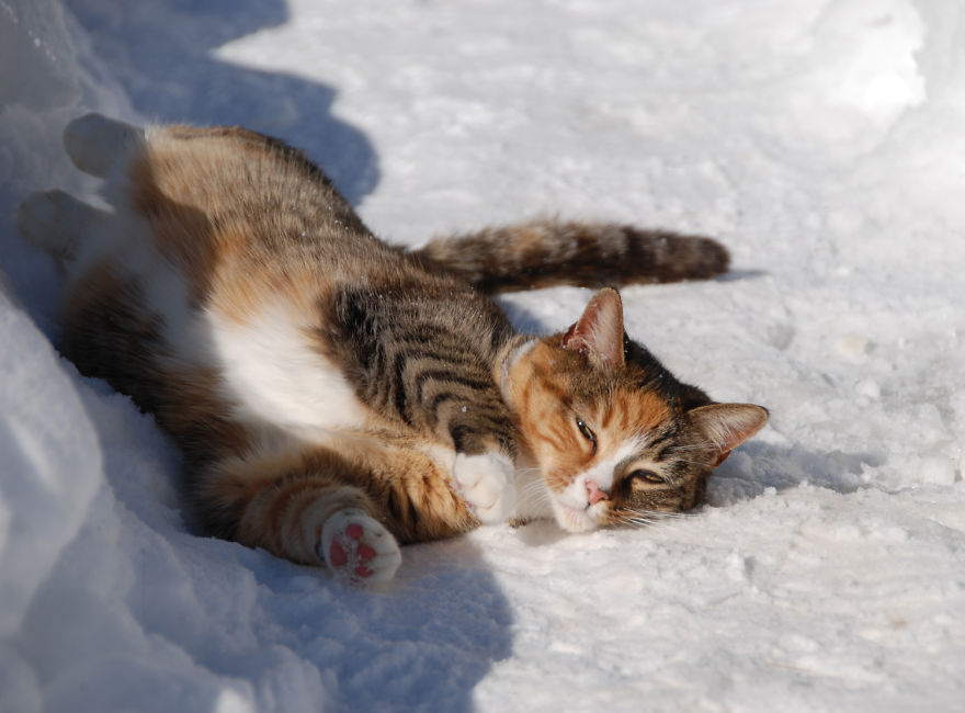 Cat Playing With Snow