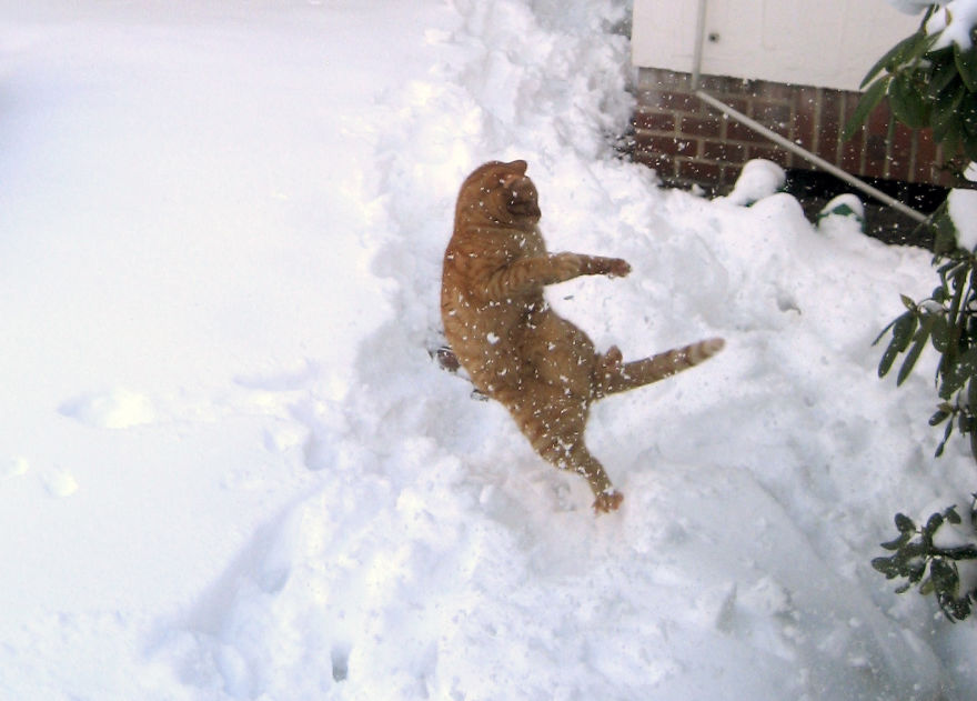 Cat Playing With Snow