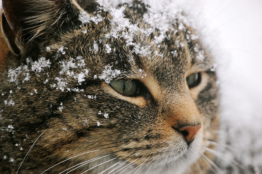Cat Playing With Snow