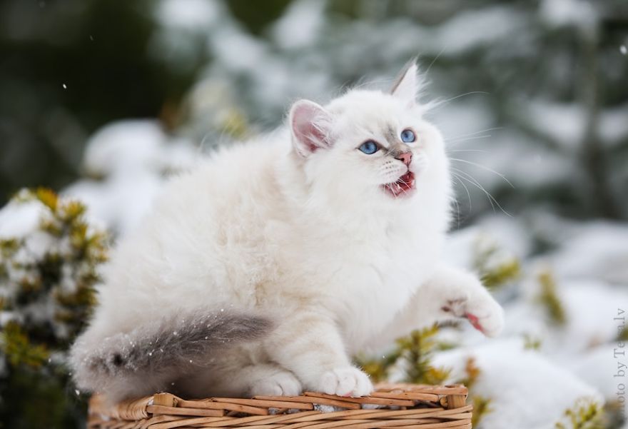 Cat Playing With Snow