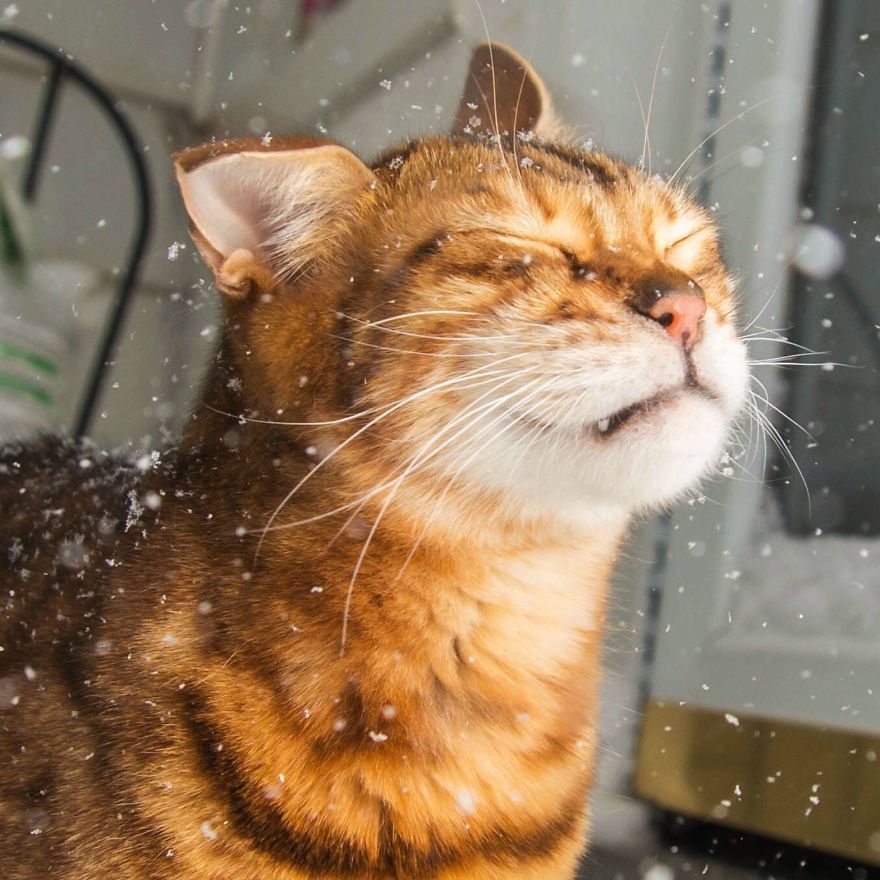 Cat Playing With Snow
