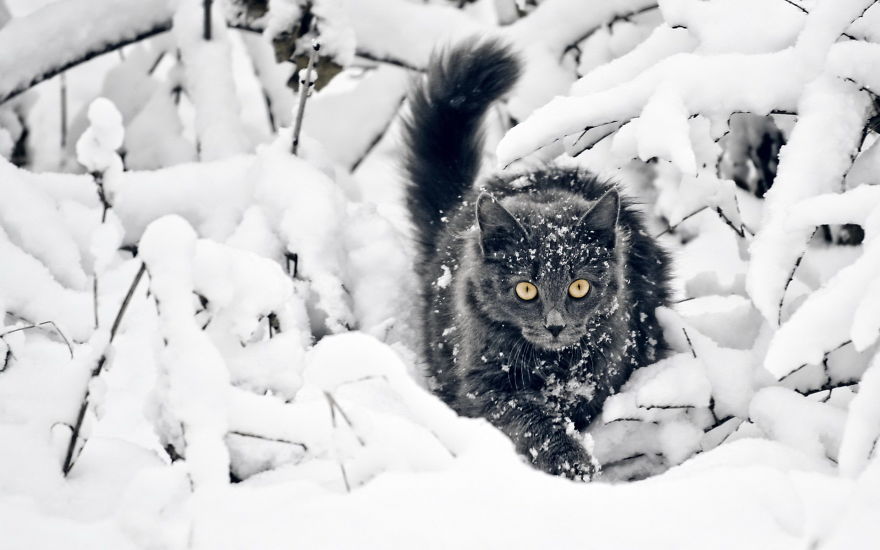Cat Playing With Snow