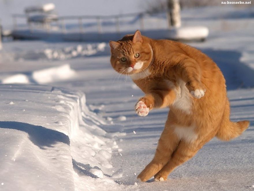 Cat Playing With Snow