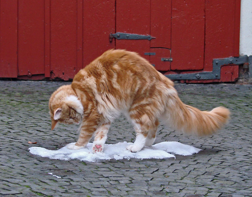 Cat Playing With Snow