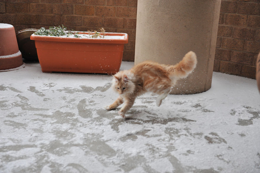 Cat Playing With Snow