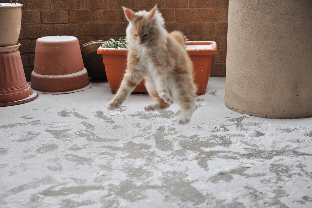 Cat Playing With Snow