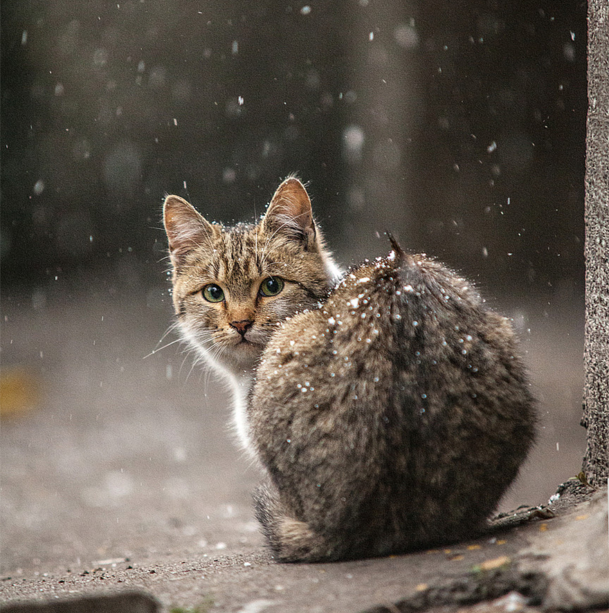 Cat Playing With Snow