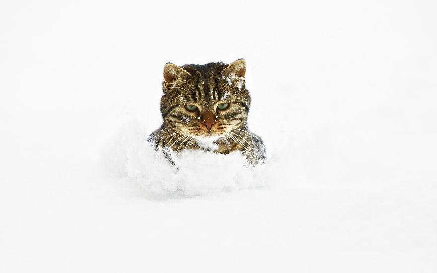 Cat Playing With Snow