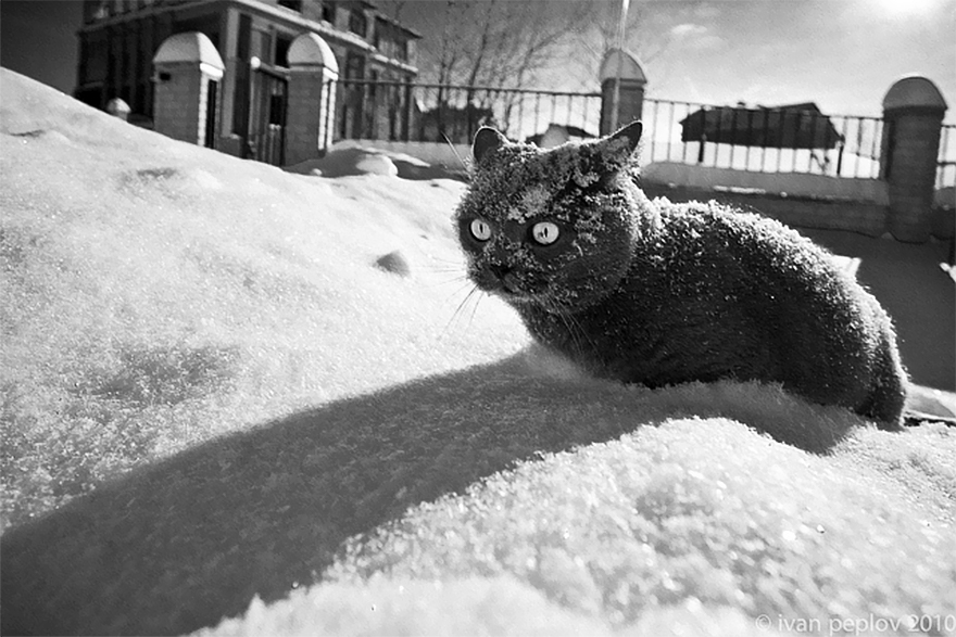 Cat Playing With Snow