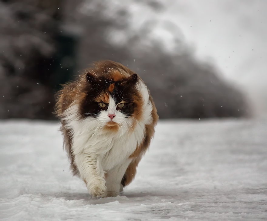 Cat Playing With Snow