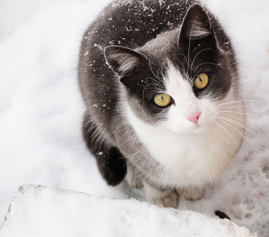 Cat Playing With Snow