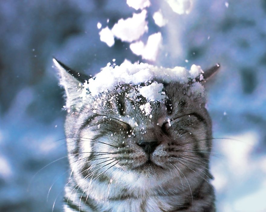 Cat Playing With Snow