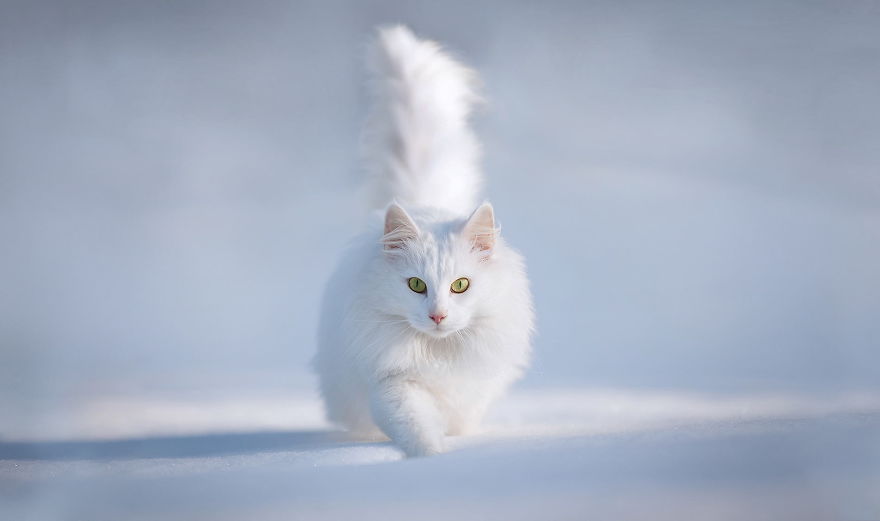 Cat Playing With Snow
