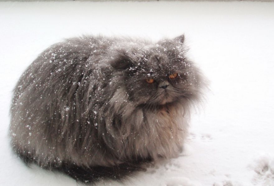 Cat Playing With Snow