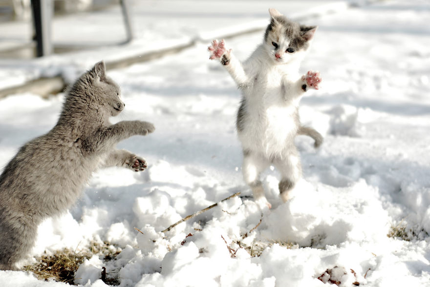 Cat Playing With Snow