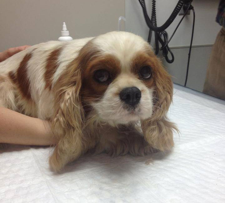 cavalier-king-charles-cocker-spaniel-rescue-puppy-mill-auction-10 cavalier-king-charles-cocker-spaniel-rescue-puppy-mill-auction-10