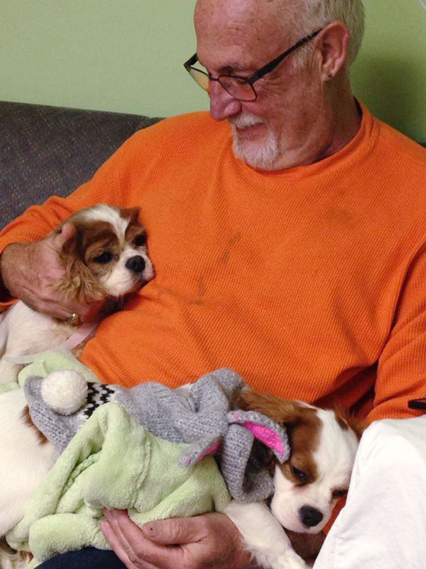 cavalier-king-charles-cocker-spaniel-rescue-puppy-mill-auction-11 cavalier-king-charles-cocker-spaniel-rescue-puppy-mill-auction-11