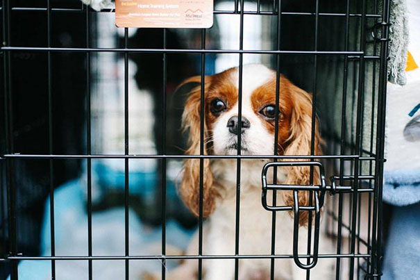 cavalier-king-charles-cocker-spaniel-rescue-puppy-mill-auction-18 cavalier-king-charles-cocker-spaniel-rescue-puppy-mill-auction-18