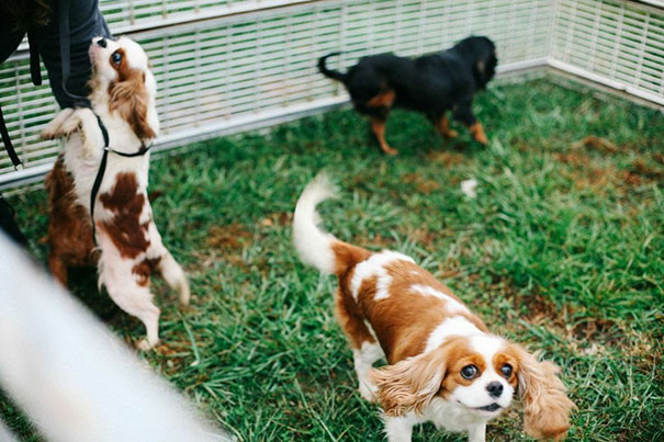 cavalier-king-charles-cocker-spaniel-rescue-puppy-mill-auction-2 cavalier-king-charles-cocker-spaniel-rescue-puppy-mill-auction-2