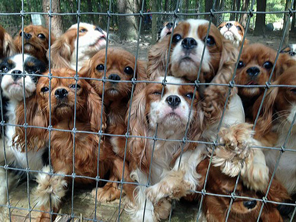 cavalier-king-charles-cocker-spaniel-rescue-puppy-mill-auction-21 cavalier-king-charles-cocker-spaniel-rescue-puppy-mill-auction-21