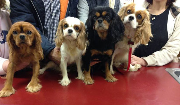 cavalier-king-charles-cocker-spaniel-rescue-puppy-mill-auction-22 cavalier-king-charles-cocker-spaniel-rescue-puppy-mill-auction-22