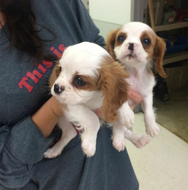 cavalier-king-charles-cocker-spaniel-rescue-puppy-mill-auction-27 cavalier-king-charles-cocker-spaniel-rescue-puppy-mill-auction-27