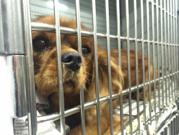 cavalier-king-charles-cocker-spaniel-rescue-puppy-mill-auction-28