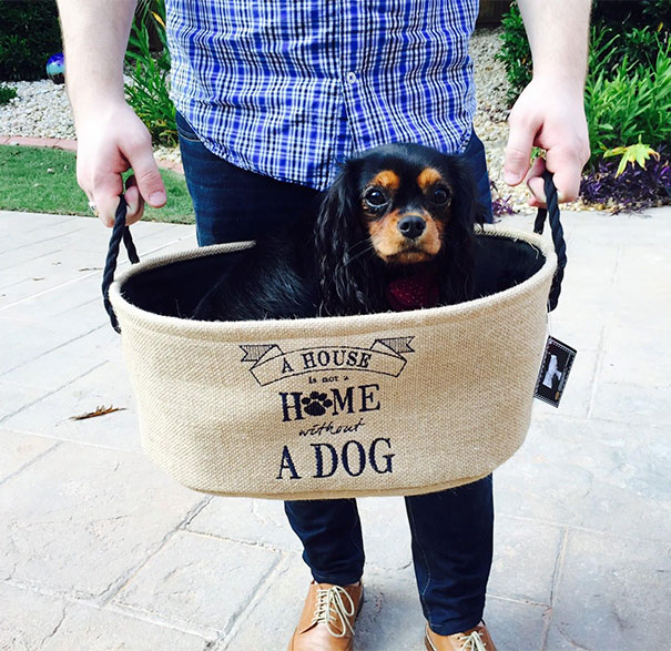 cavalier-king-charles-cocker-spaniel-rescue-puppy-mill-auction-6