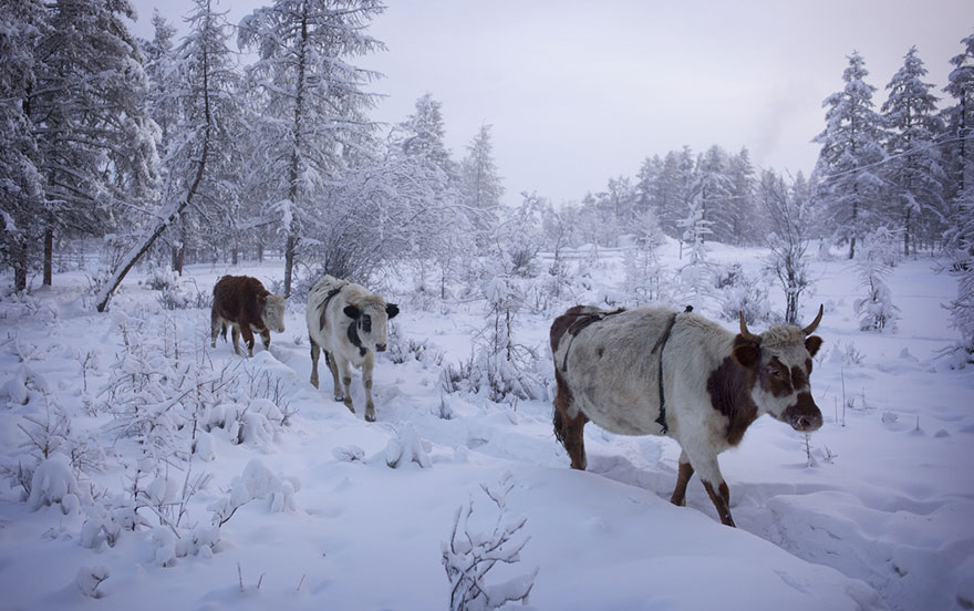coldest-village-oymyakon-russia-amos-chaple-16 coldest-village-oymyakon-russia-amos-chaple-16