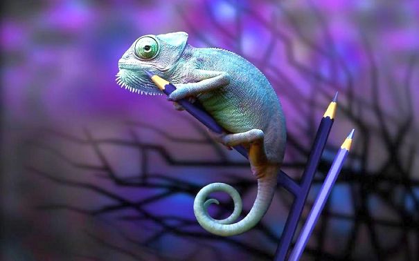 Amazing Chameleon