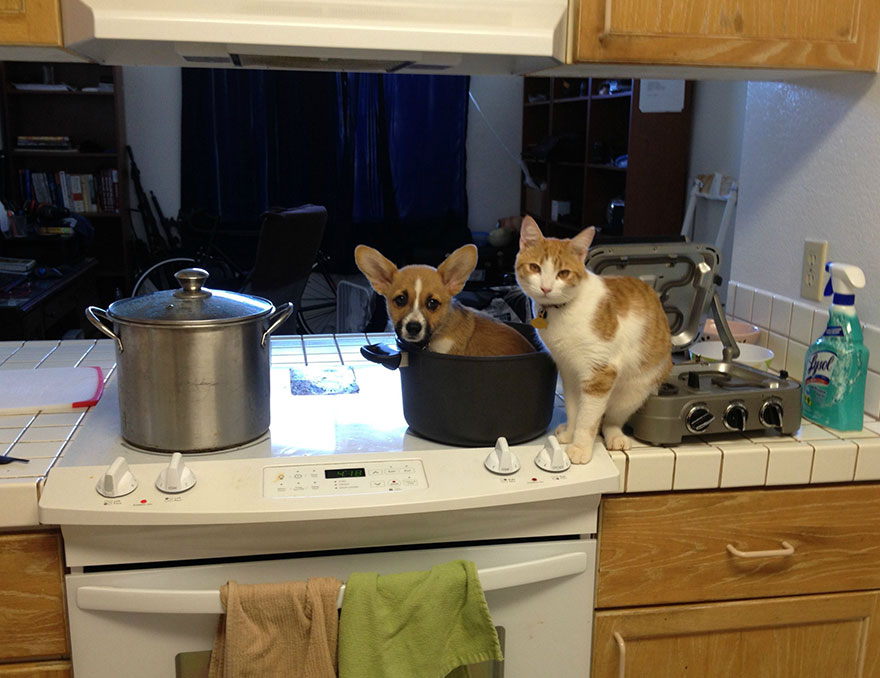 corgi-cat-friends-animal-friendship-love-2
