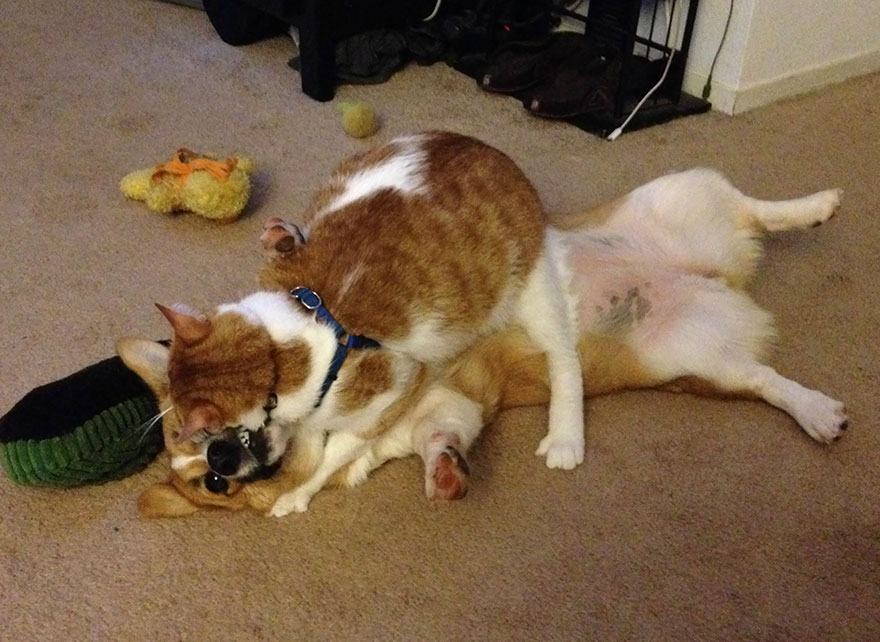 corgi-cat-friends-animal-friendship-love-3
