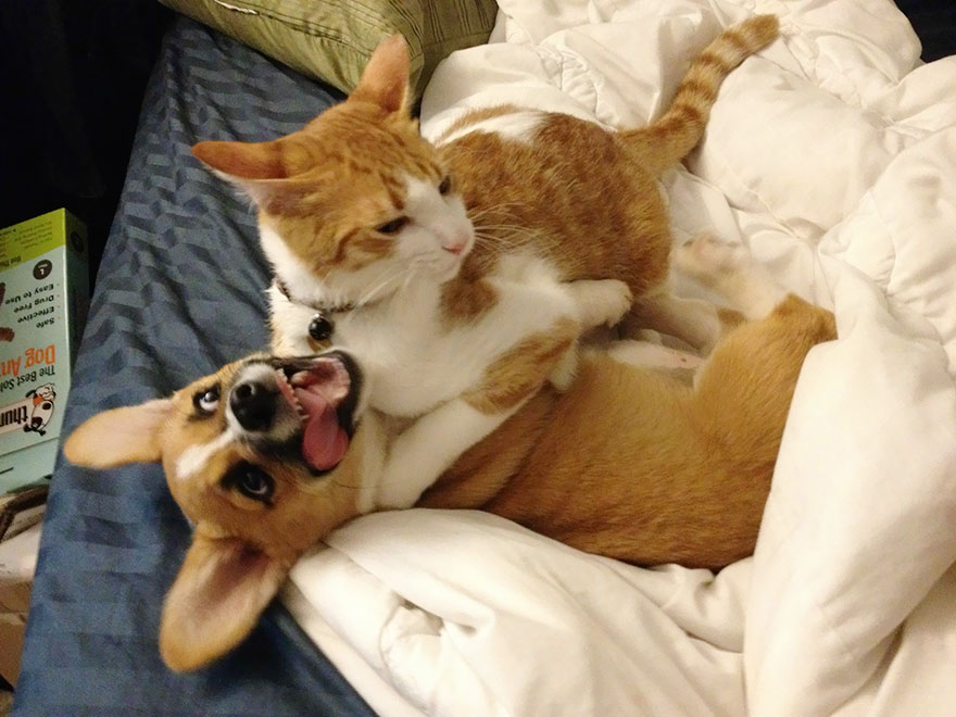 corgi-cat-friends-animal-friendship-love-4 corgi-cat-friends-animal-friendship-love-4