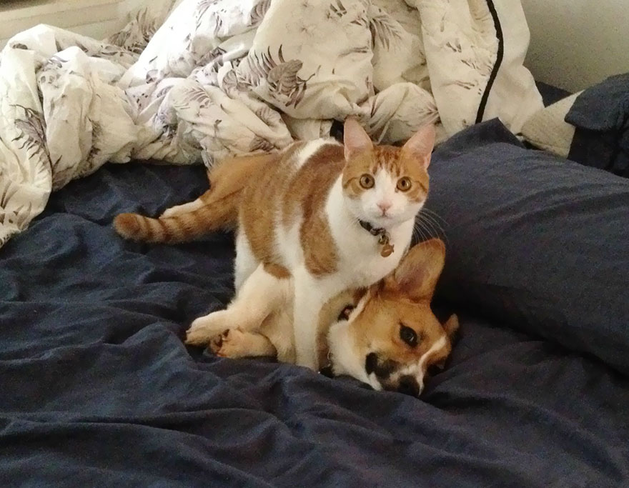 corgi-cat-friends-animal-friendship-love-5 corgi-cat-friends-animal-friendship-love-5