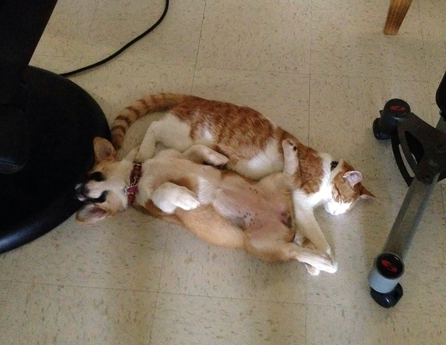 corgi-cat-friends-animal-friendship-love-7 corgi-cat-friends-animal-friendship-love-7