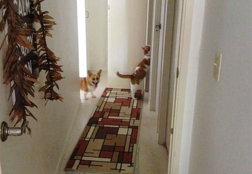 corgi-cat-friends-animal-friendship-love-8