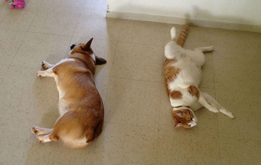 corgi-cat-friends-animal-friendship-love-9