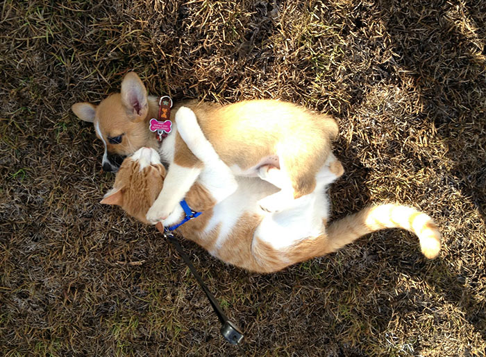 This Corgi And Cat Are Inseparable Friends