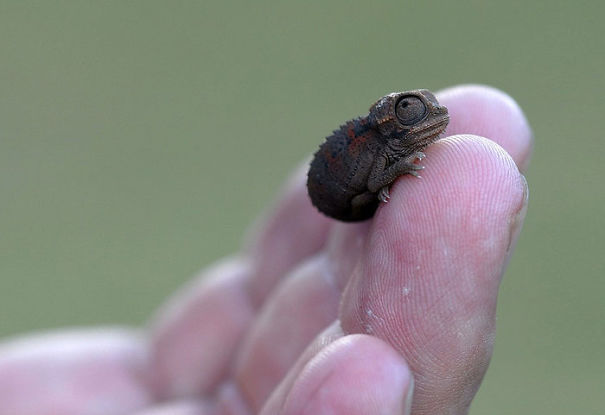 Baby Chameleon