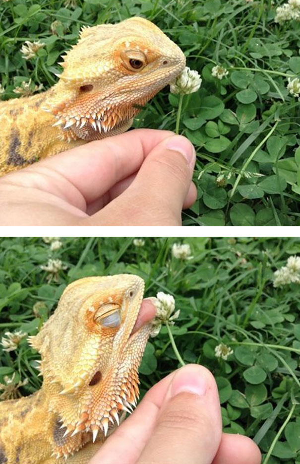 Bearded Dragon.