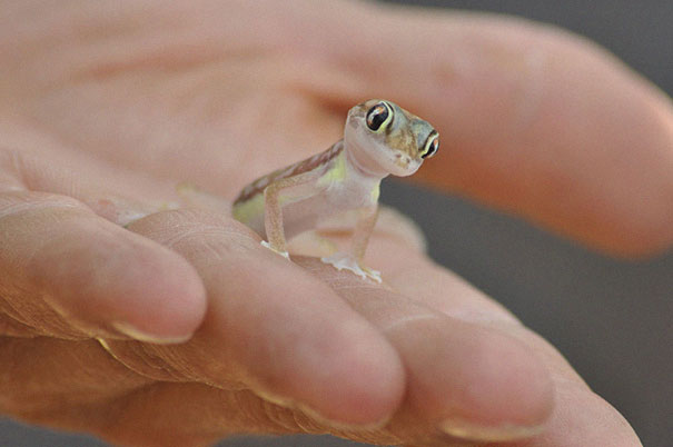 Tiny Gecko