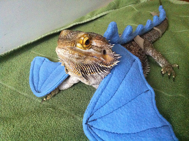 Bearded Dragon