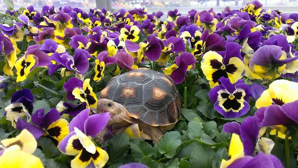 Sulcata Tortoise Waffles In Paradise