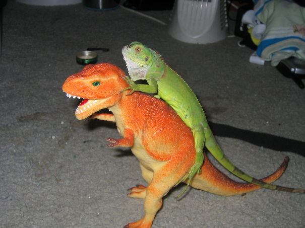 Iguana Riding Its Mighty Steed