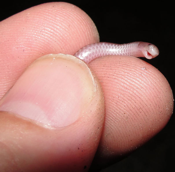 Tiniest Western Blind Snake