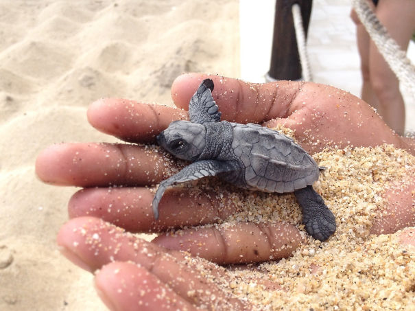 Newborn Sea Turtle