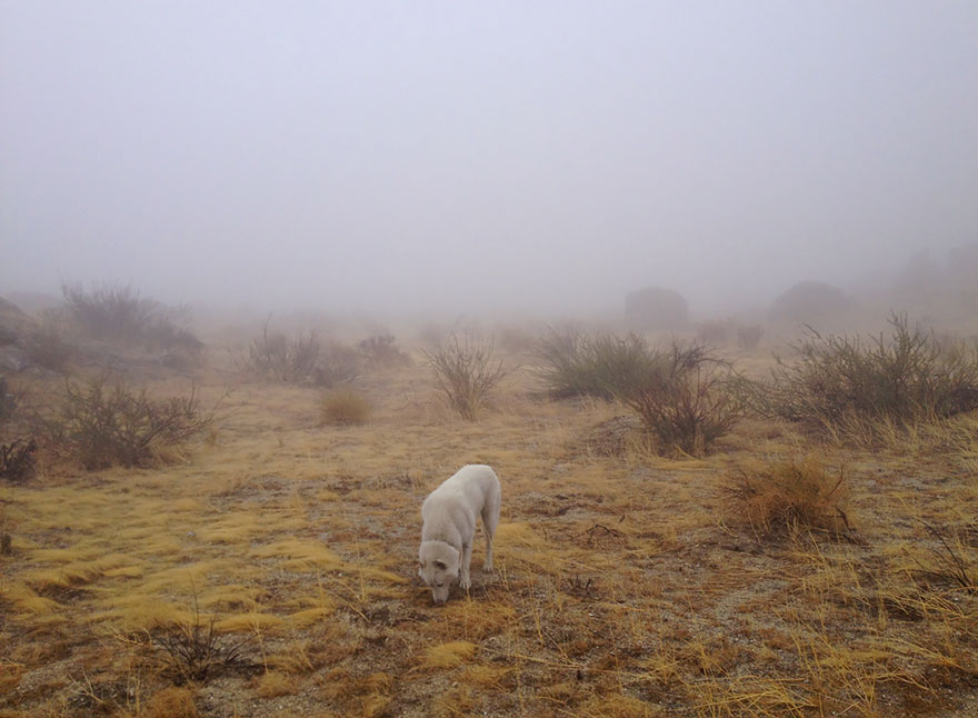 dog-adventures-john-stortz-1 dog-adventures-john-stortz-1