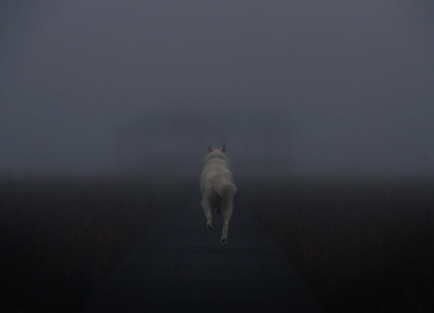 dog-adventures-john-stortz-20 dog-adventures-john-stortz-20