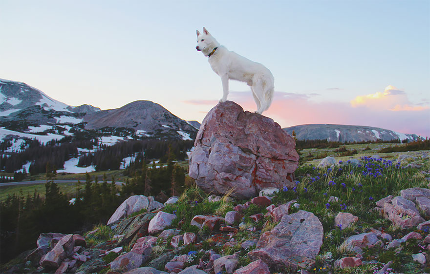 dog-adventures-john-stortz-22 dog-adventures-john-stortz-22